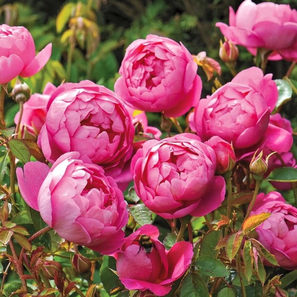 Meet your Posher, GiGi - Picture 1 of 1